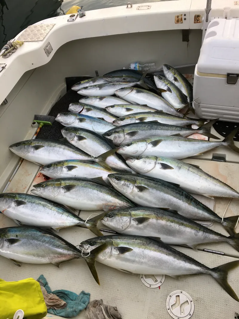 姪浜すばる 青物（ブリ・ハマチ）釣果（福岡・玄界灘の遊漁船）