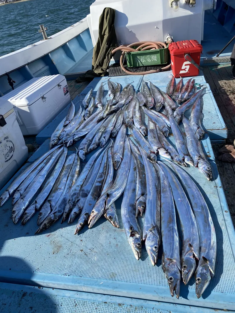 姪浜すばる タチウオ釣果（福岡・博多湾の遊漁船）