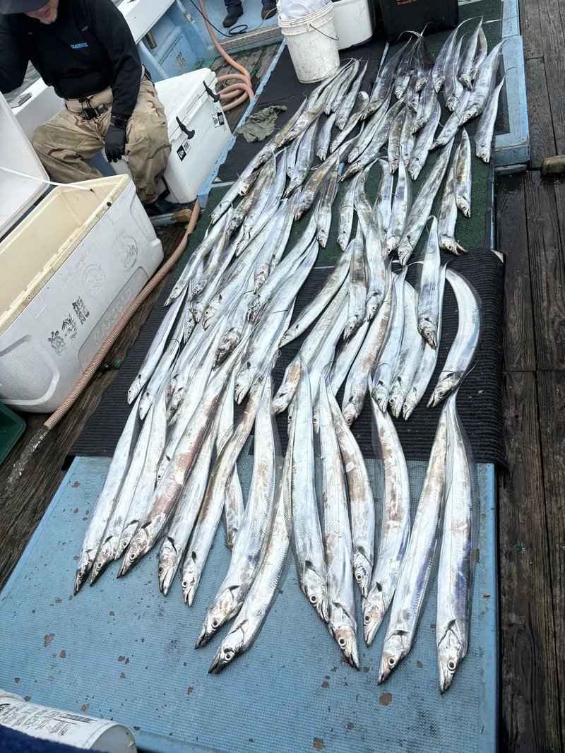 姪浜すばる タチウオ釣果（福岡・博多湾の遊漁船）