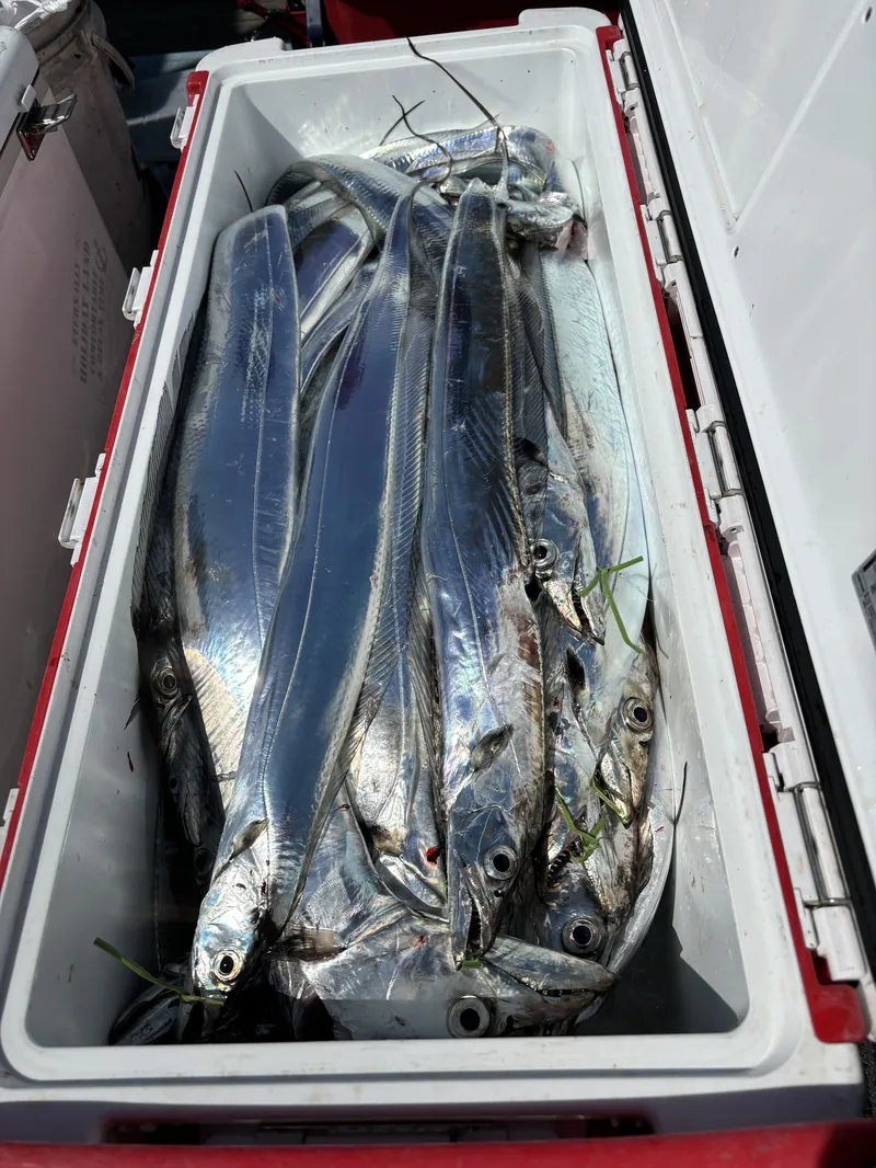 姪浜すばる タチウオ釣果（福岡・博多湾の遊漁船）