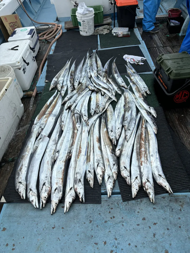 姪浜すばる タチウオ釣果（福岡・博多湾の遊漁船）