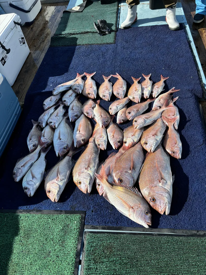 姪浜すばる 真鯛・タイ五目釣果（福岡・玄界灘の遊漁船）