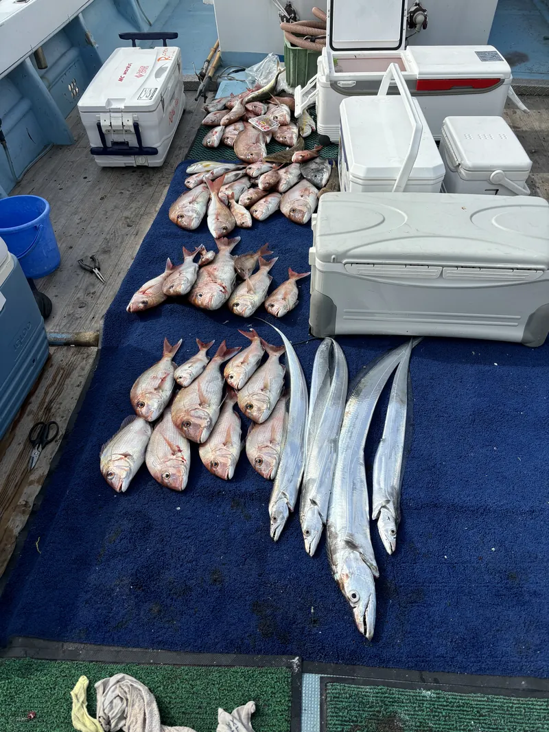 姪浜すばる タチウオ・真鯛釣果（福岡の遊漁船）